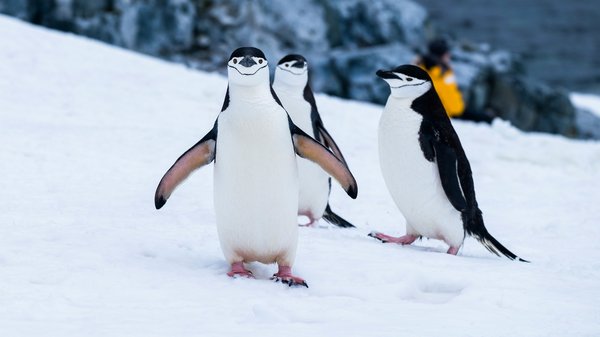 Quels sont les meilleurs spots pour observer les pingouins en Antarctique?